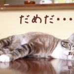 やる気とかモチベとかに頼ったら死亡する件。湧き出た瞬間にいかに習慣化できるかが大事。